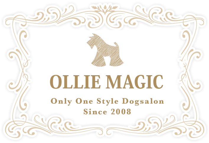 OLLIE MAGIC オーリーマジック 岩手県北上市のドッグサロン